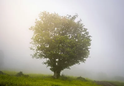 Misty Meadow Landscape with Solitary Tree and Yellow Flowers