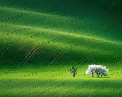 Vibrant Green Rolling Fields with White Blossom Trees in Spring image
