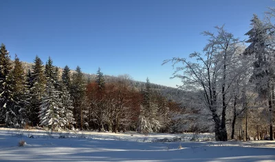 Serene Winter Forest Landscape with Snow-Covered Trees and Clear Blue Sky image