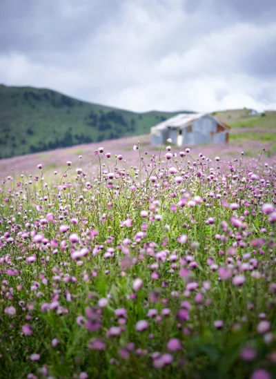 Serene Field of Pink Flowers with Rustic Barn and Rolling Hills