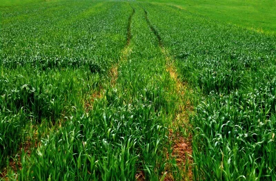 Vibrant Green Crop Field with Tractor Tracks Leading into the Horizon image