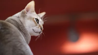 Elegant Abyssinian Cat Profile with Striking Green Eyes and Soft Fur image