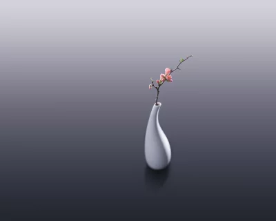 Elegant Pink Blossoms in White Vase on Gradient Grey Background image