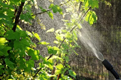 Garden Watering Green Leaves with Sunlight Spray image