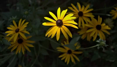 Vibrant Yellow Black-Eyed Susan Flower in Sunlight on Dark Background image