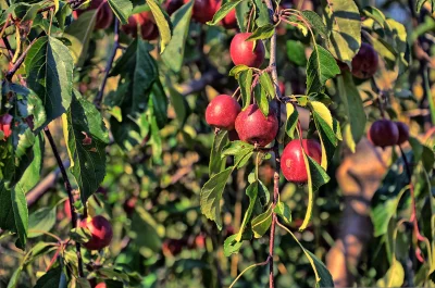 Ripe Red Apples Hanging from Tree Branch in Golden Sunlight image