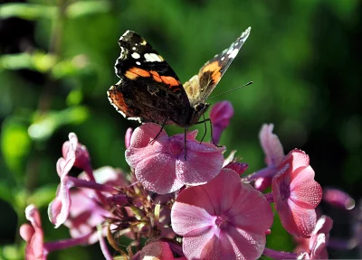 Red Admiral Butterfly with Delicate Dew Drops on Vibrant Pink Phlox Flowers in Sunlight image