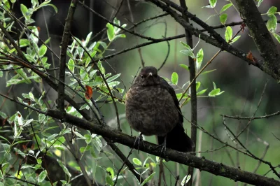 Common Blackbird (Turdus Merula) Juvenile Perched on Leafy Tree Branch in Woodland image