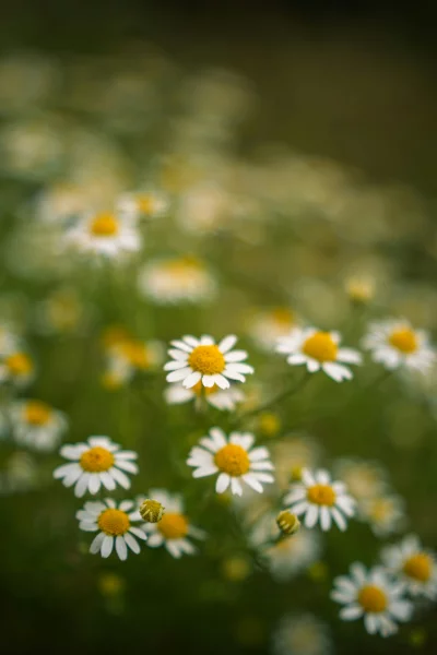 Field of delicate white daisies with yellow centers and soft green background