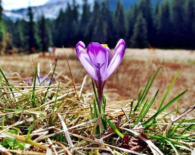 Vibrant Purple Crocus Blossom in Sunny Mountain Meadow During Spring image