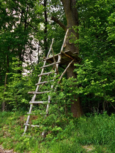 Rustic Wooden Elevated Hunting Stand with Ladder in a Verdant Forest image