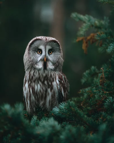 Majestic Great Grey Owl Perched in Dense Evergreen Forest