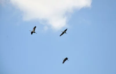 Three Cranes Soaring Gracefully in a Clear Blue Sky with Clouds image