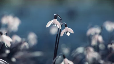 Delicate White Snowdrop Flowers Blooming in Early Spring with Soft Blue Bokeh Background image