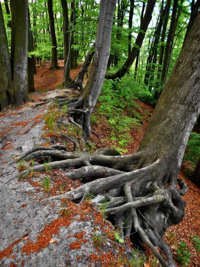 Exposed Gnarled Tree Roots Along Forest Pathway with Vibrant Green Foliage image