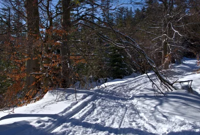 Snowy Forest Path with Winter Ski Tracks Under Clear Blue Sky image