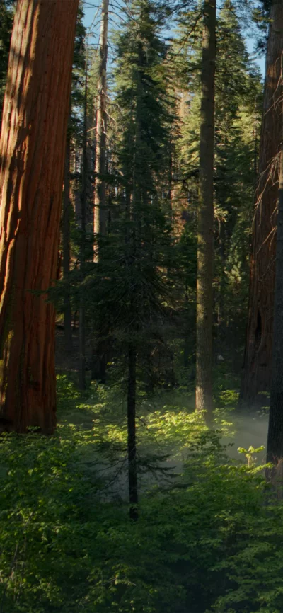 Majestic Redwood Forest with Sunlit Undergrowth and Ethereal Mist image