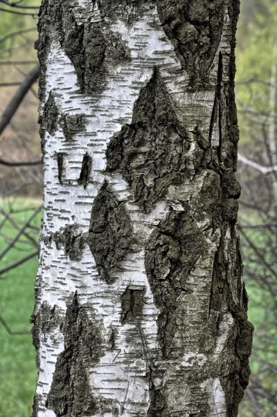 White and Dark Birch Tree Bark Texture Close-up for Nature Designs image