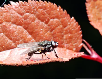 Detailed Macro of Fly on Vibrant Red Leaf Surface in Natural Habitat image