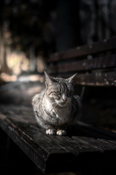 A Tabby Cat Sits on a Dark Wooden Park Bench in Natural Sunlight