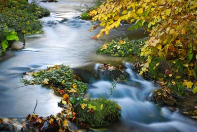 Long Exposure of Serene Autumn Stream with Golden Foliage in a Forest image