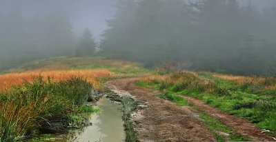 Misty Forest Road Winding Through Autumnal Grass and Evergreen Trees in Fog image
