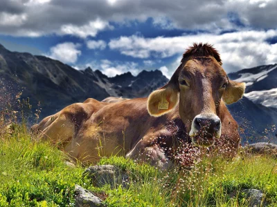 Peaceful Brown Alpine Cow Resting in Lush Mountain Pasture under Cloudy Sky image