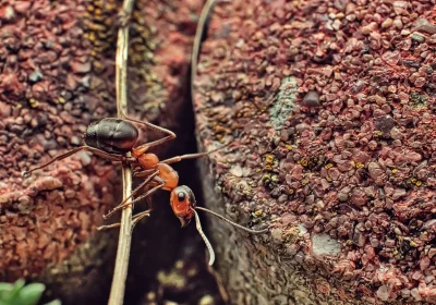 Macro Photography of Red Ant Crawling on Thin Branch image