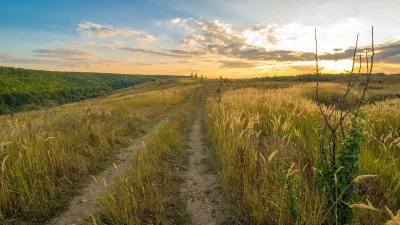 Winding Country Road Through Golden Meadow at Picturesque Sunset image