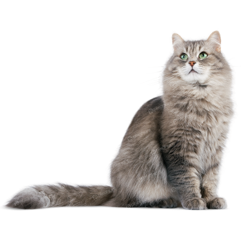 Beautiful Oregon rex grey cat isolated on transparent background