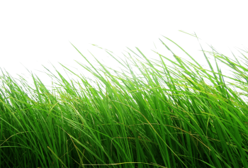 High Grass