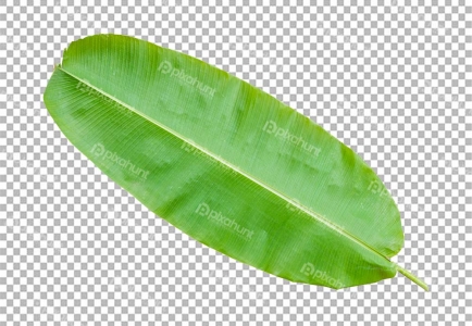 Kola Peta (Banana leaf) isolated on transparent background Fresh green banana leaves