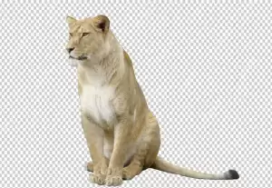 Real Lion isolated without transparent