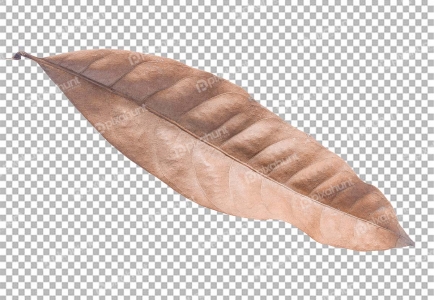 Tropical dry leaves on transparent background