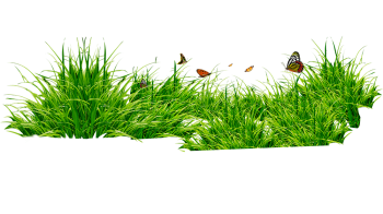 Grass Patch With Insects