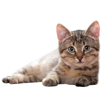 Cute brazilian shorthair breed cat isolated on transparent background